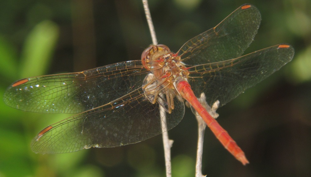 Sympetrum meridionale